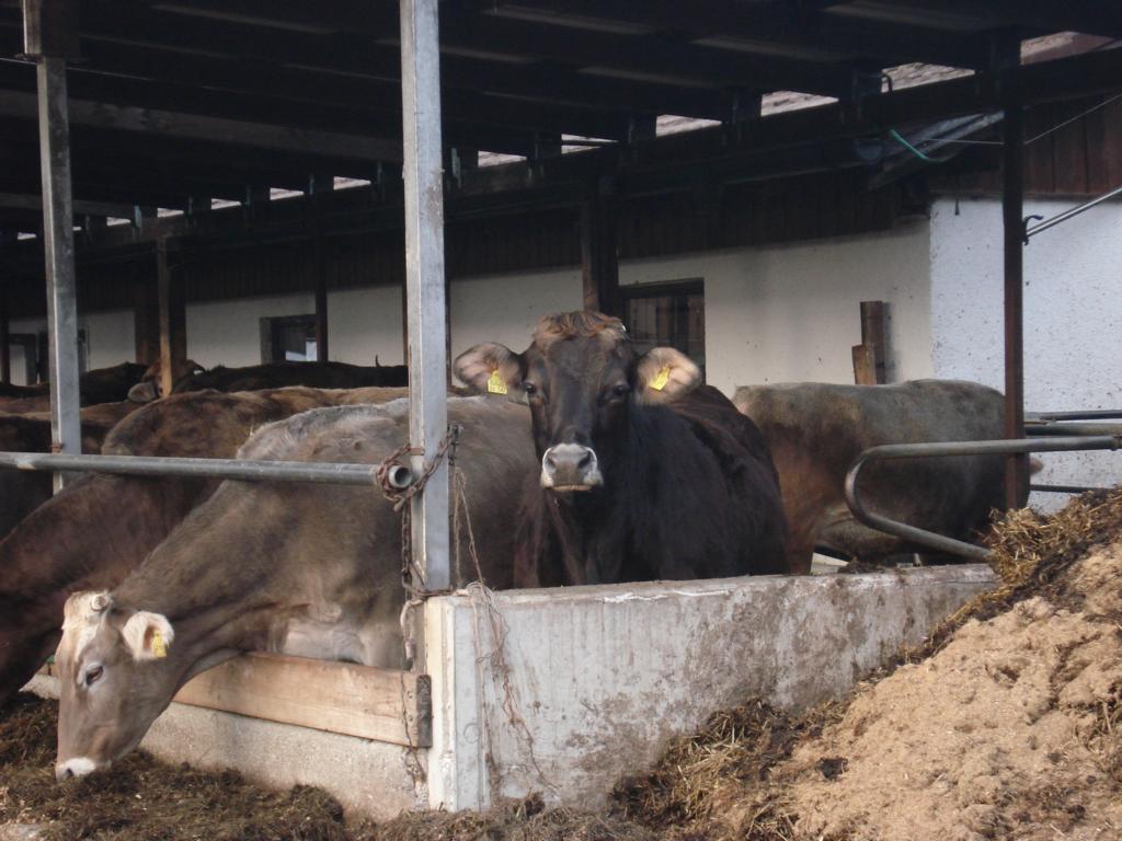 Foto: Regina Franziska Rau - Gut Aiderbichl in Stallach bei Iffeldorf - bei den Osterseen - hier der grosse Wohnbereich der ehemaligen Nutztiere, des Bauern "Süss", bei dem auch die Kühe einfach nur glücklich sein dürfen, ohne etwas zu leisten